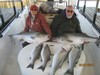 (02/01/2017) - Nice Striped Bass